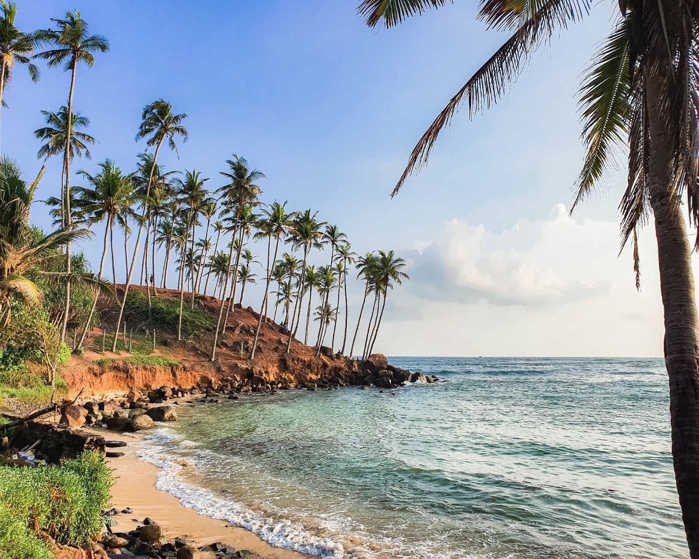 Coconut palms above the coast near Mirissa