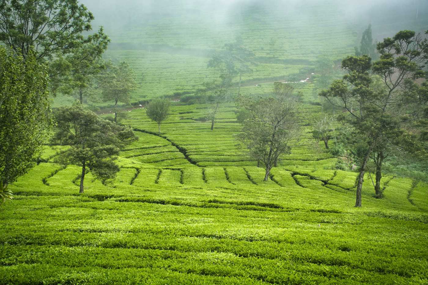 Tea plantation in Nuwara Eliya