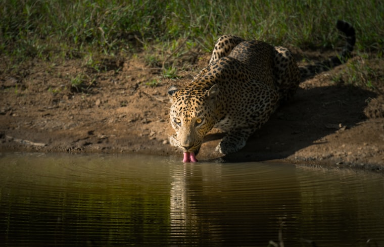 Sri Lankan leopard in a wildlife park